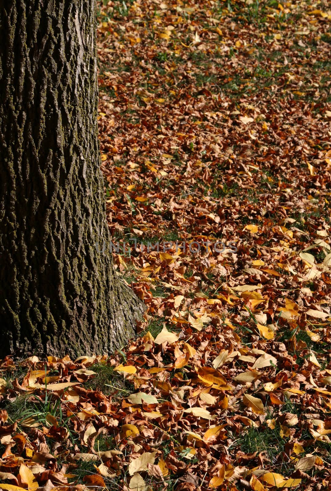 The trunk of the tree with lots of leaves covering the ground beneath.