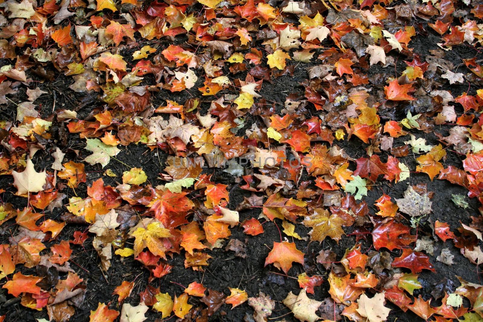 Numerous colorful maple leaves sitting on a the damp autumn ground.