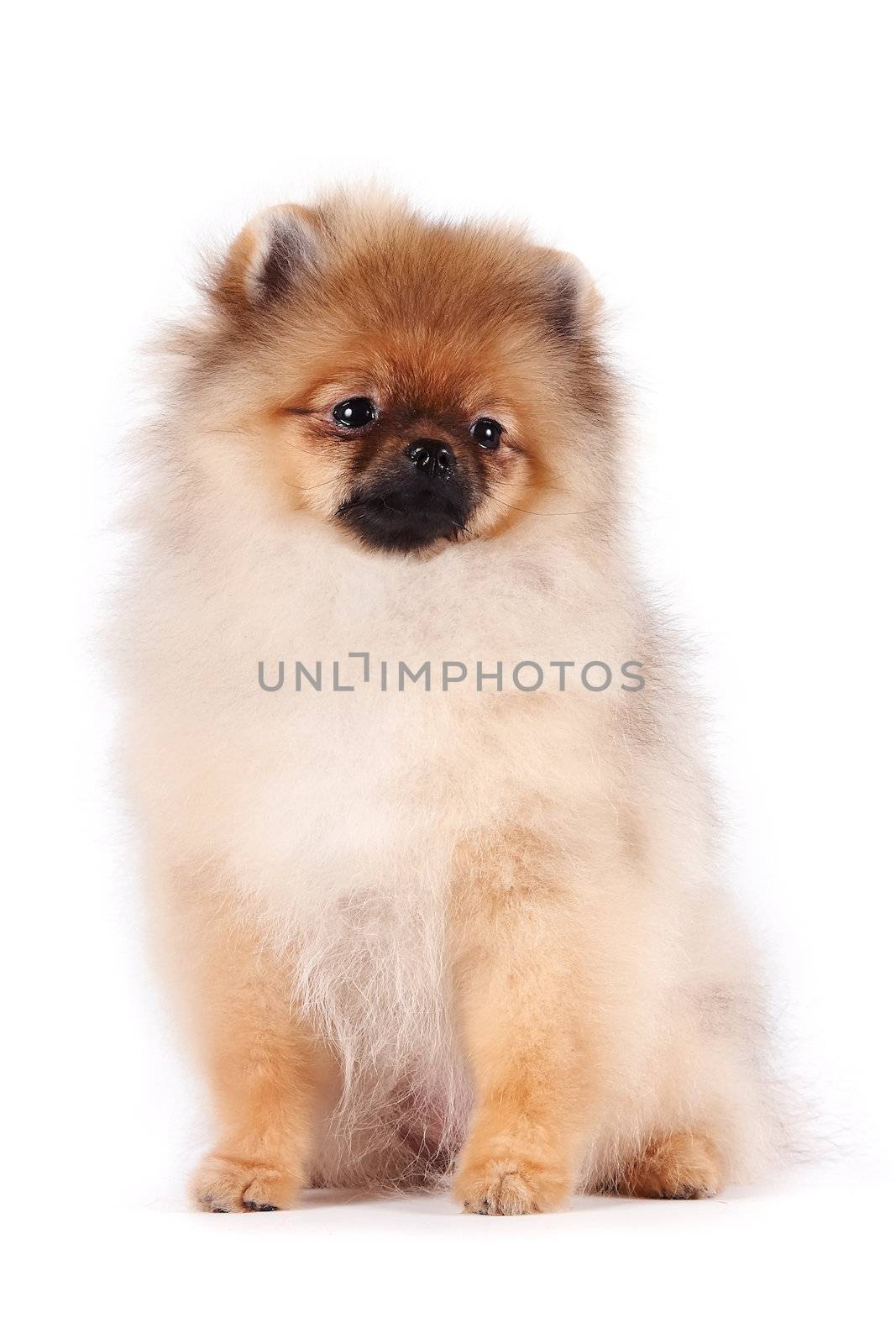 Puppy of a spitz-dog on a white background