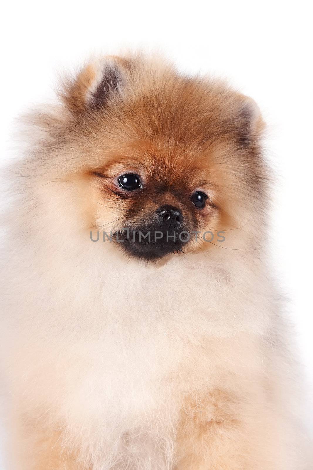 Portrait of a puppy of a spitz-dog by Azaliya