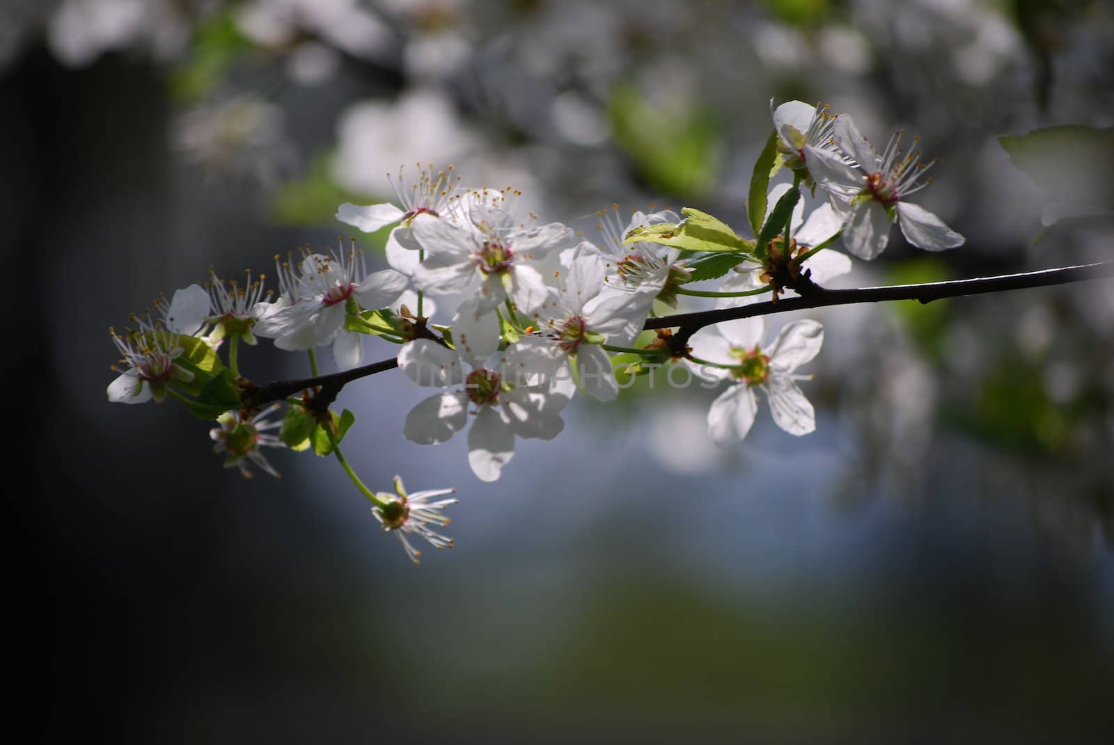 cherry tree