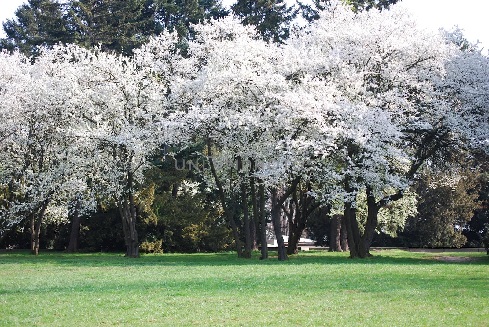 cherry trees