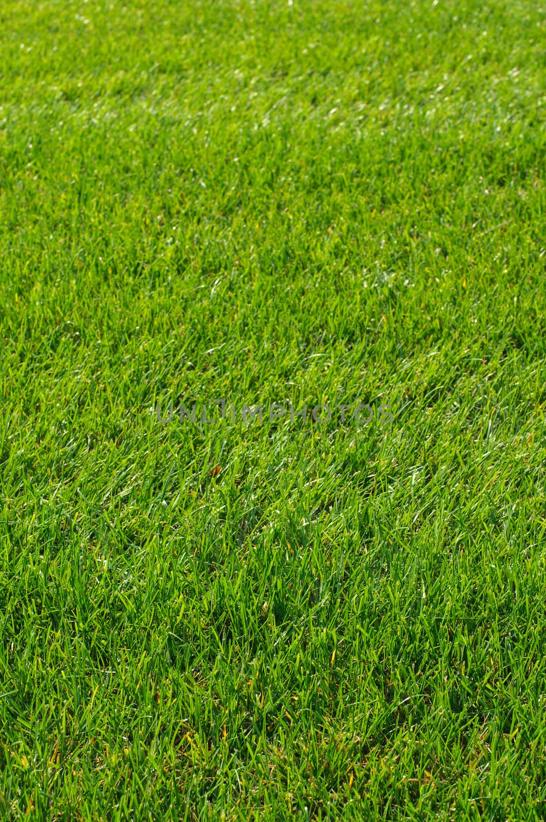 Green grass texture by nvelichko