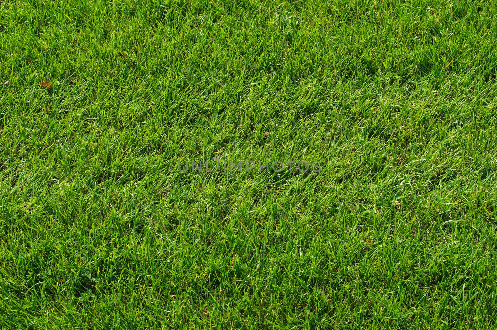 Close-up image of fresh spring green grass