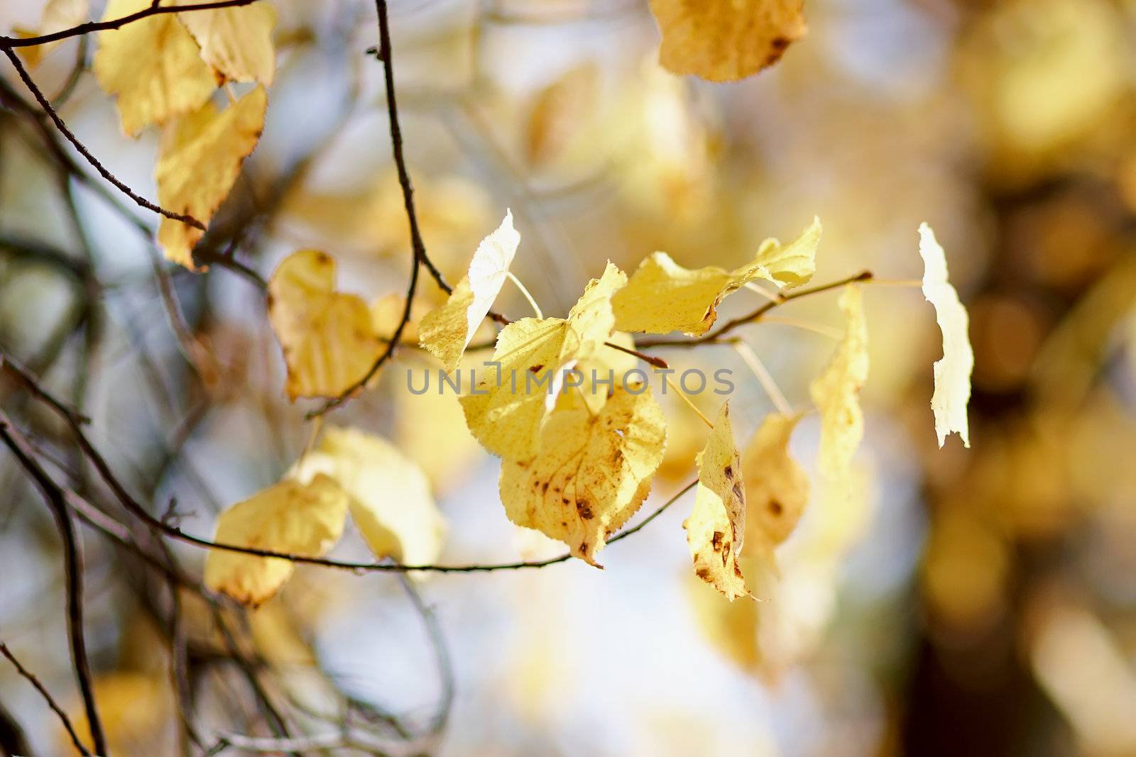Autumn branches of a linden