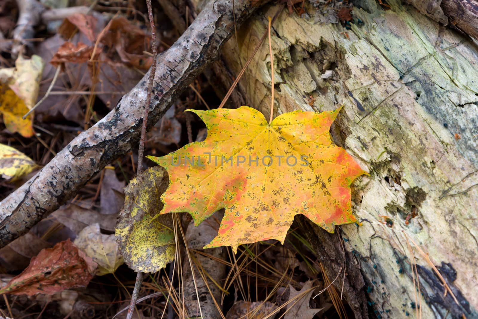Fallen Maple Leaf in Autumn on the Forest Floor