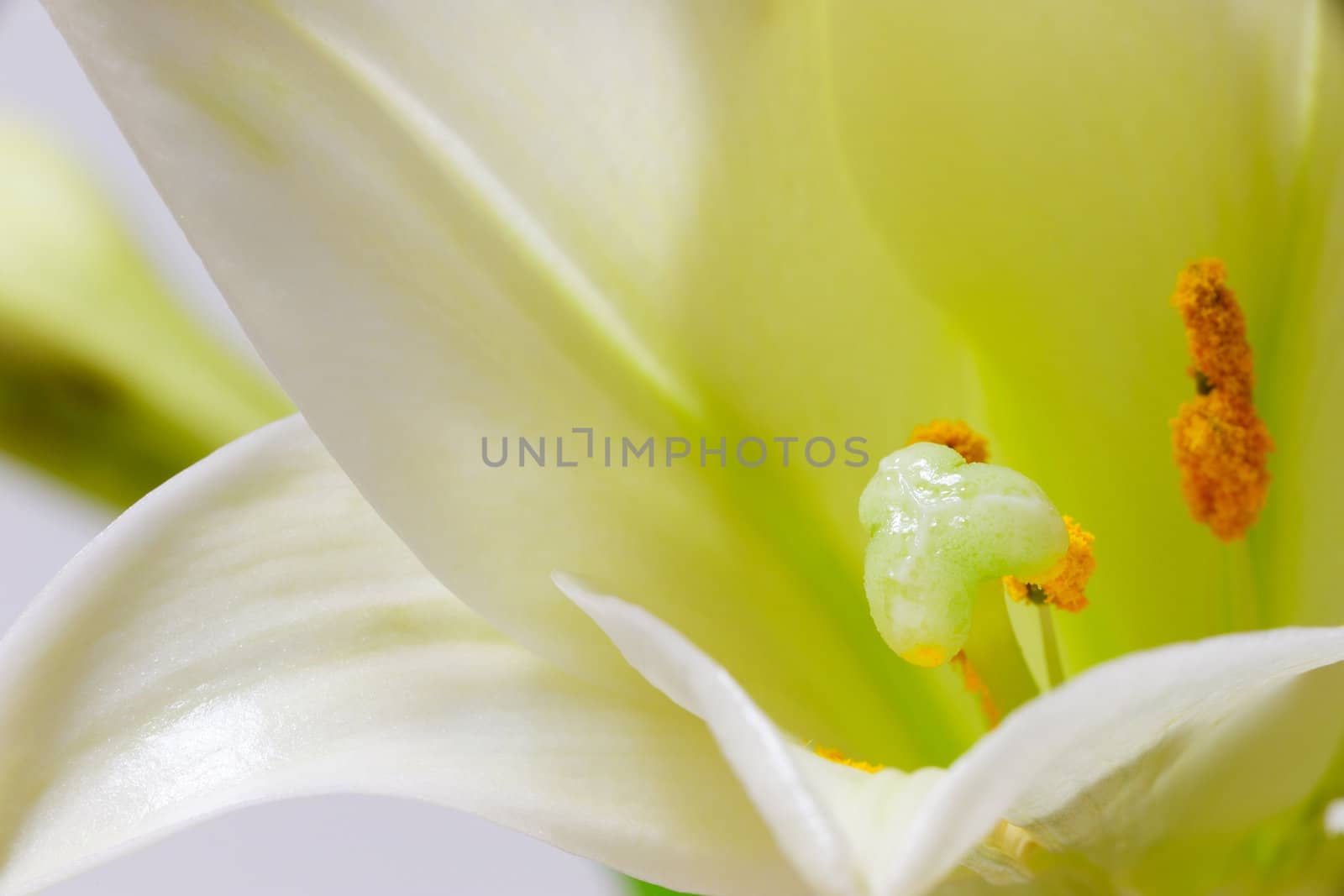 Lily flower macro by raywoo