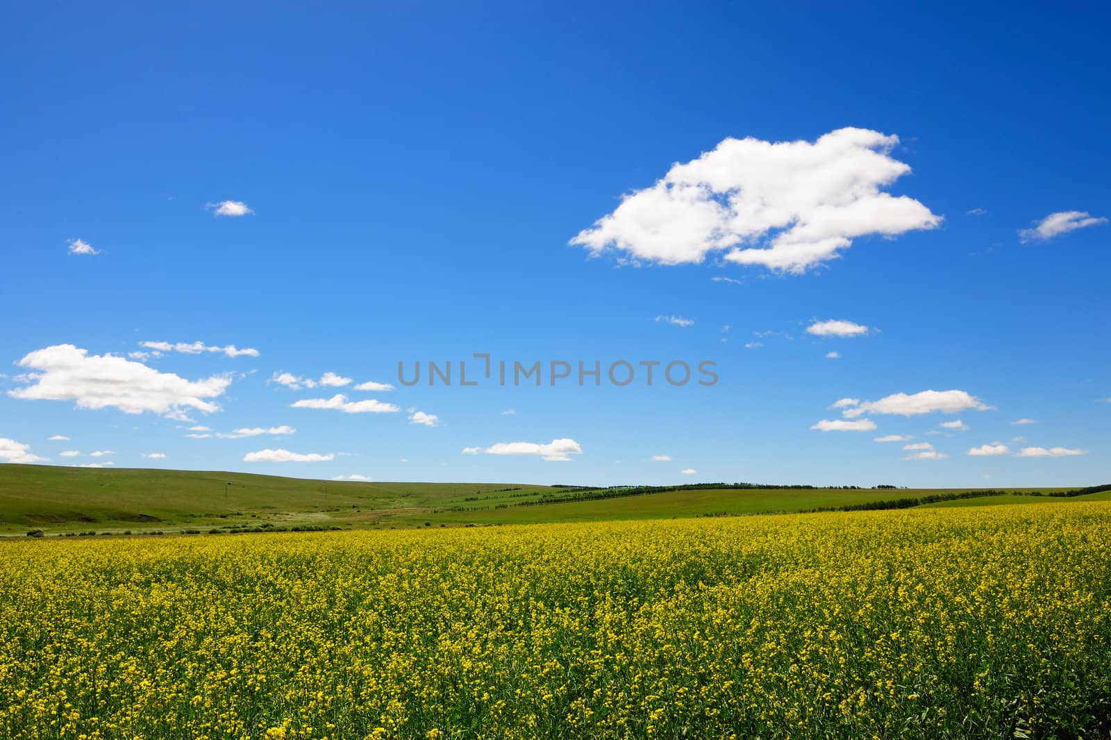 Landscape of rape flowers field in the sunlight, photo taken in Hulun Buir League of Inner-Mongolia, China