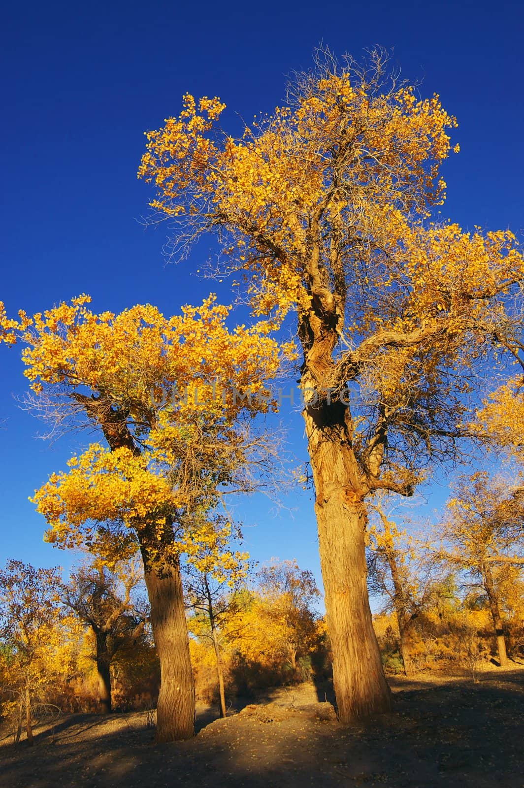 Trees with yellow leaves  by raywoo