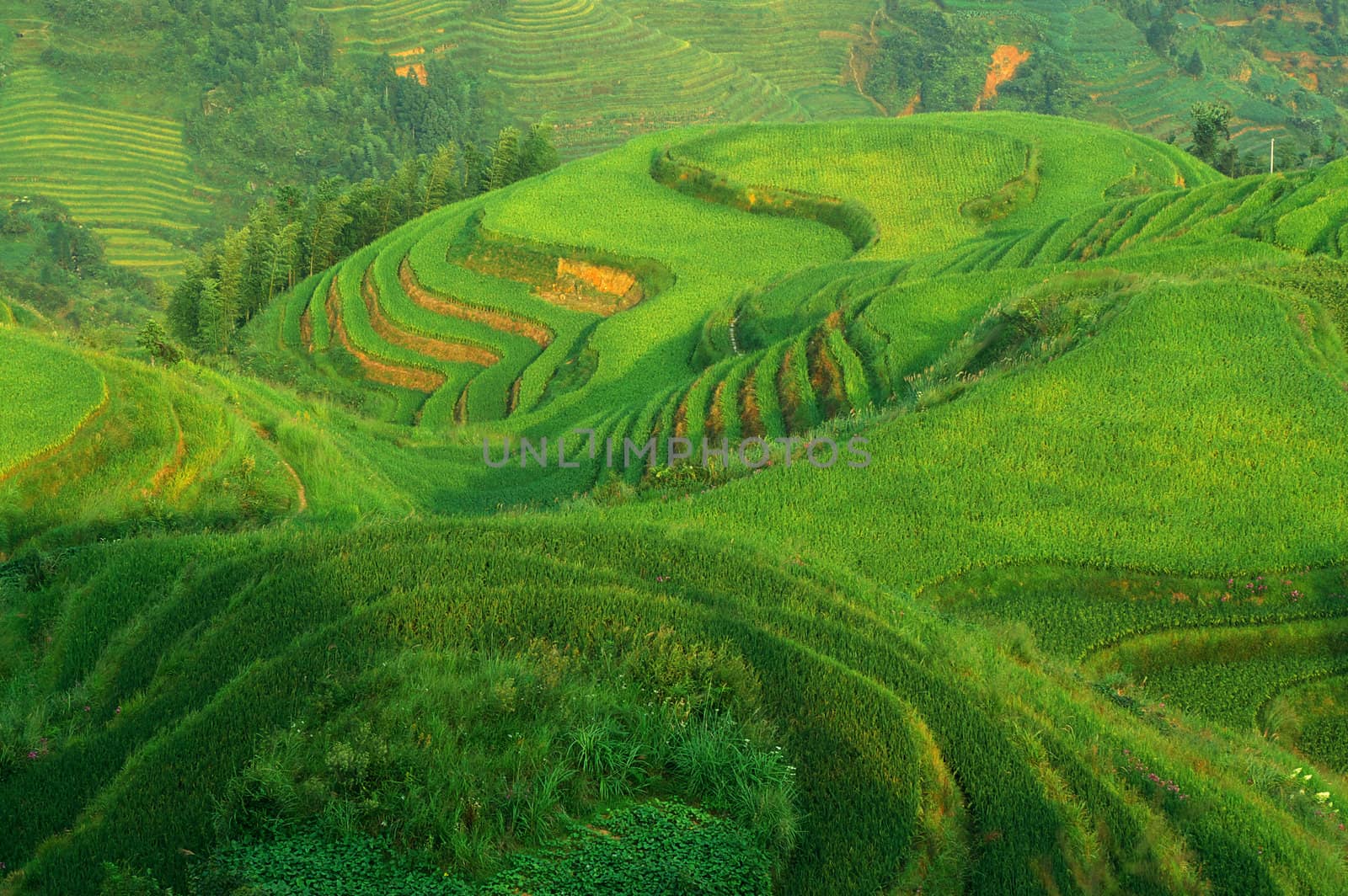 Chinese green rice field by raywoo