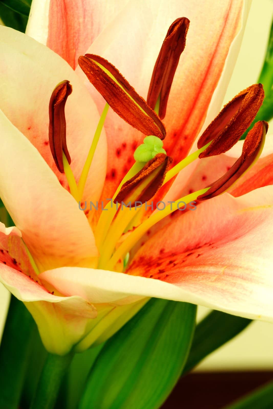 Colorful lily flower macro abstract