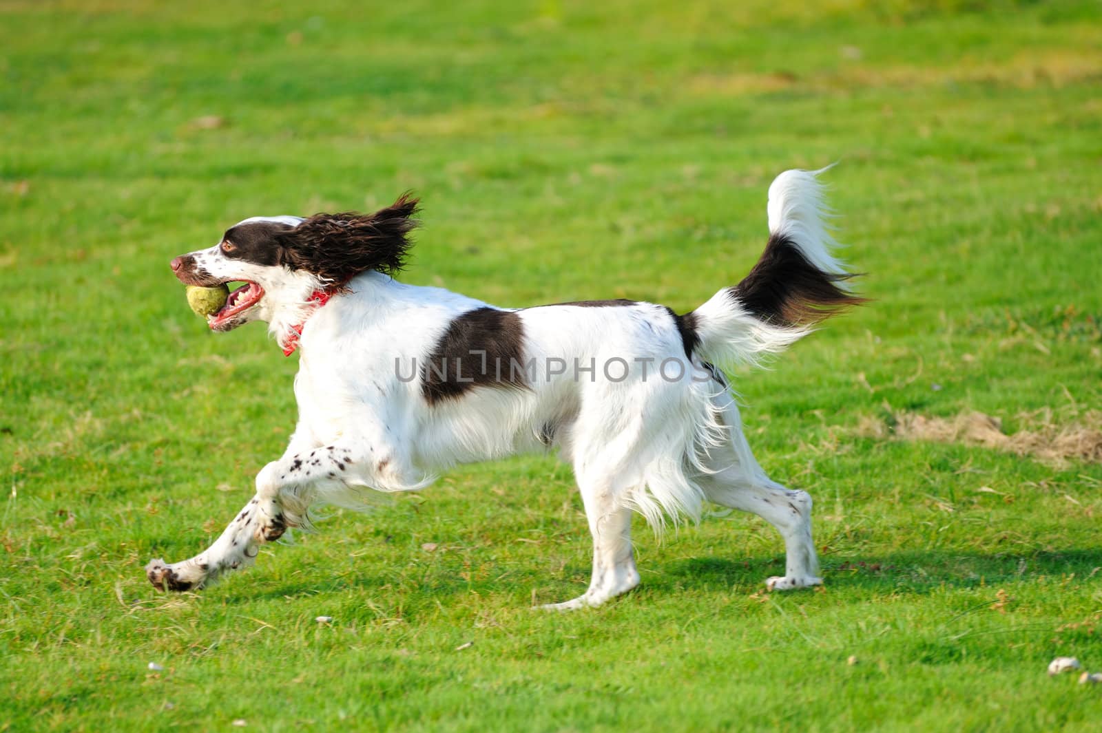 A springer dog running on the lawn