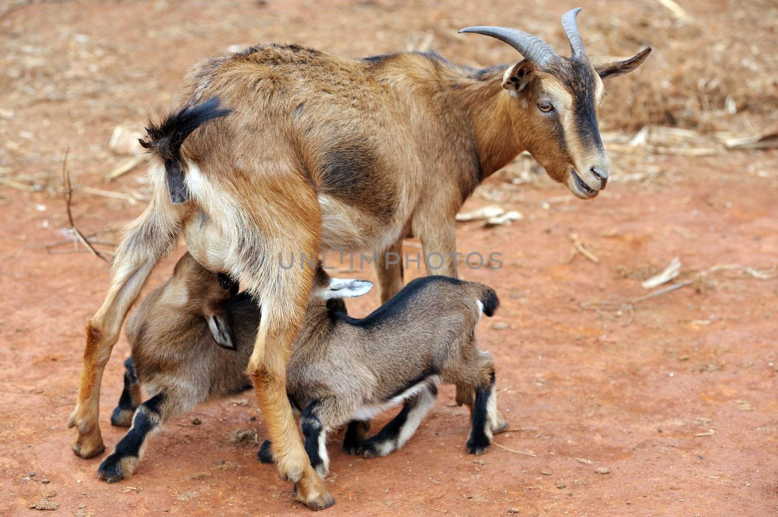 Mother goat feeding little goats