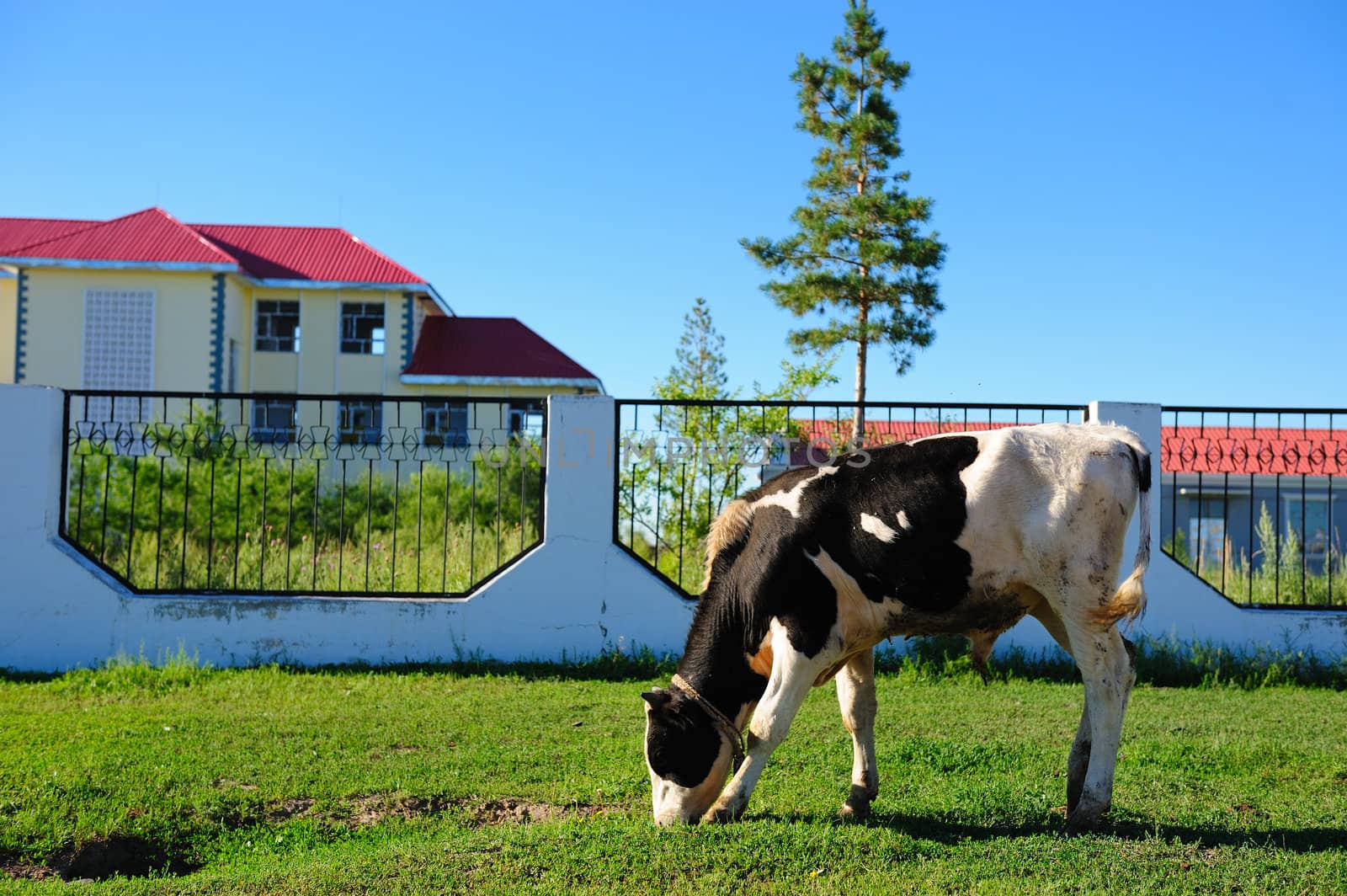 Cow grazing on the lawn near the yard