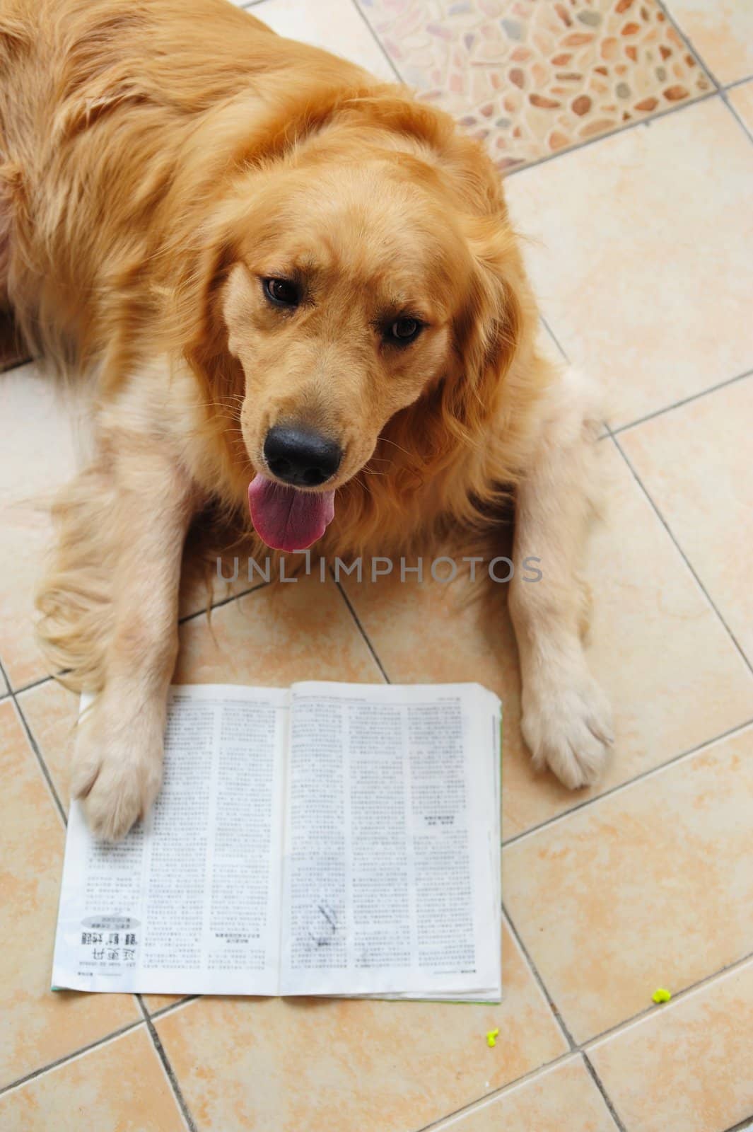 Dog reading book by raywoo