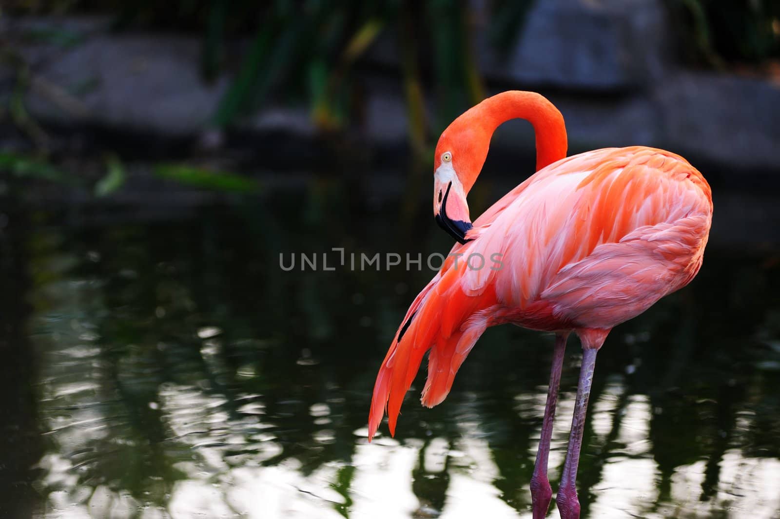 A flamingo bird standing in the pond