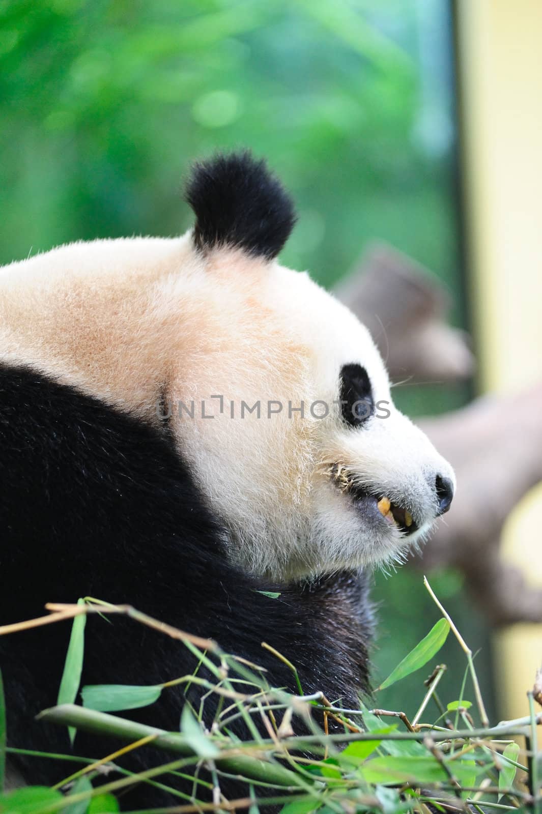 A giant panda lying on the ground and eating bamboo