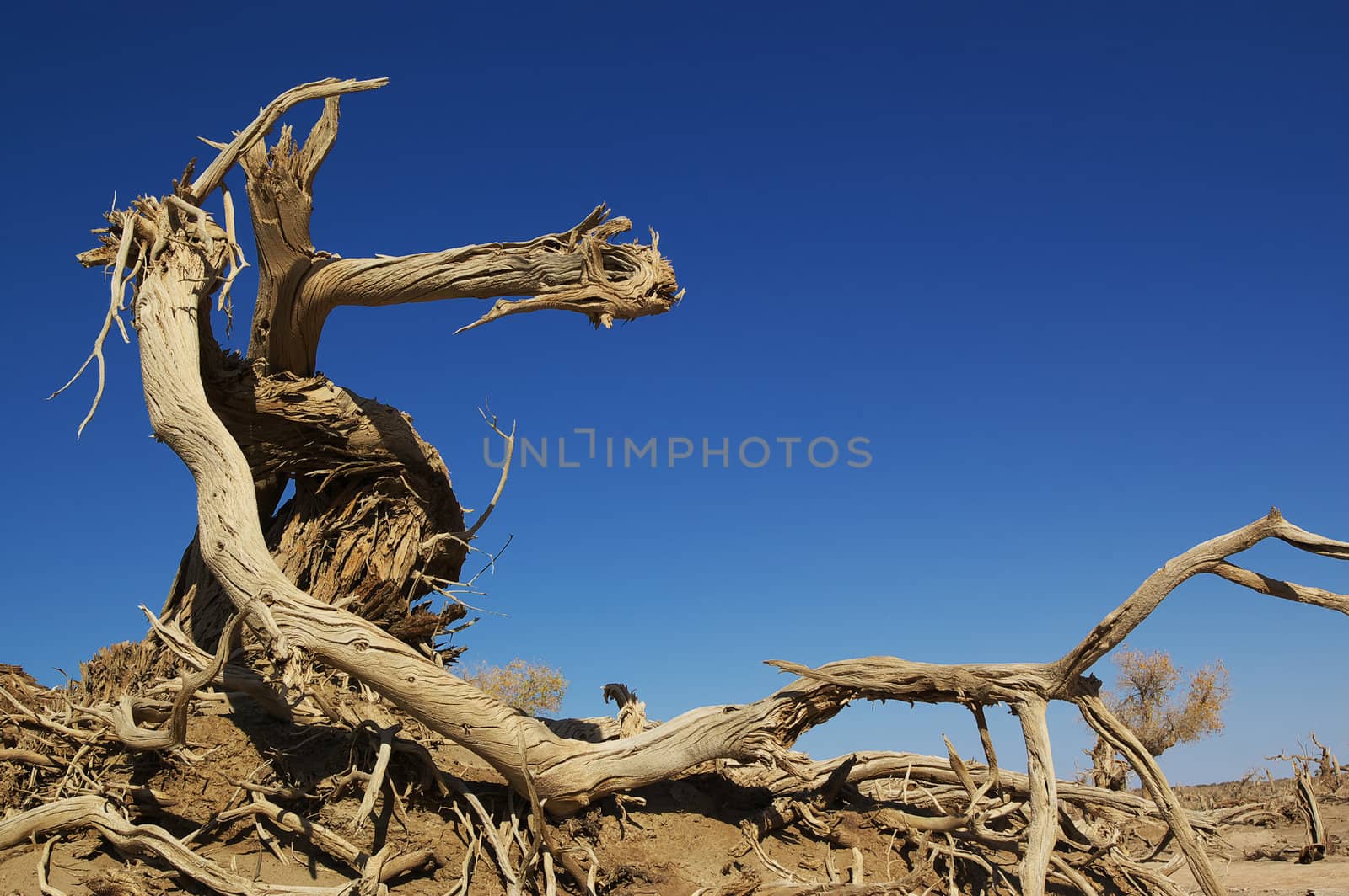 Dead tree of diversifolia populus in the desert of China