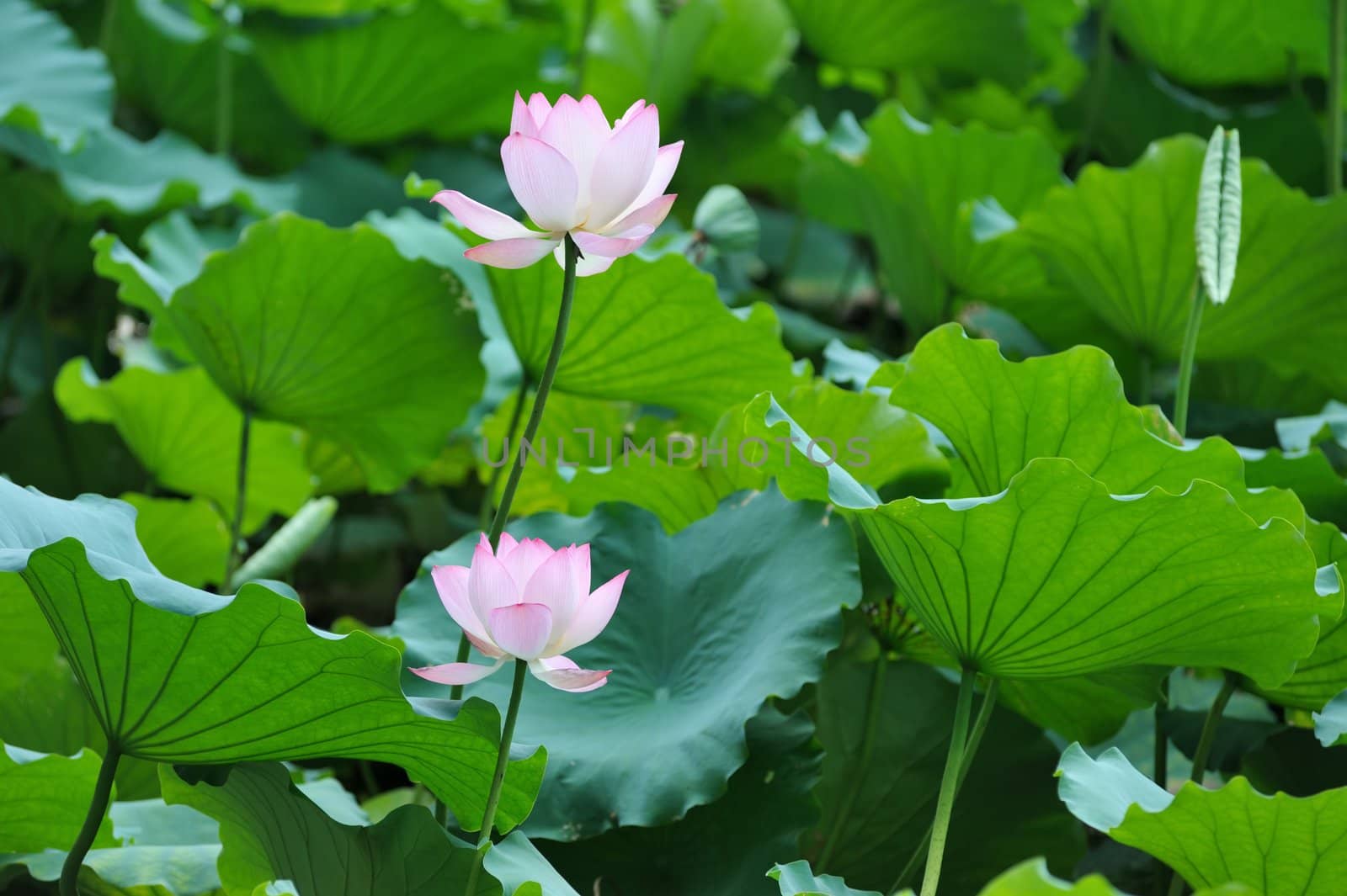 Two lotus flowers blooming in the pool