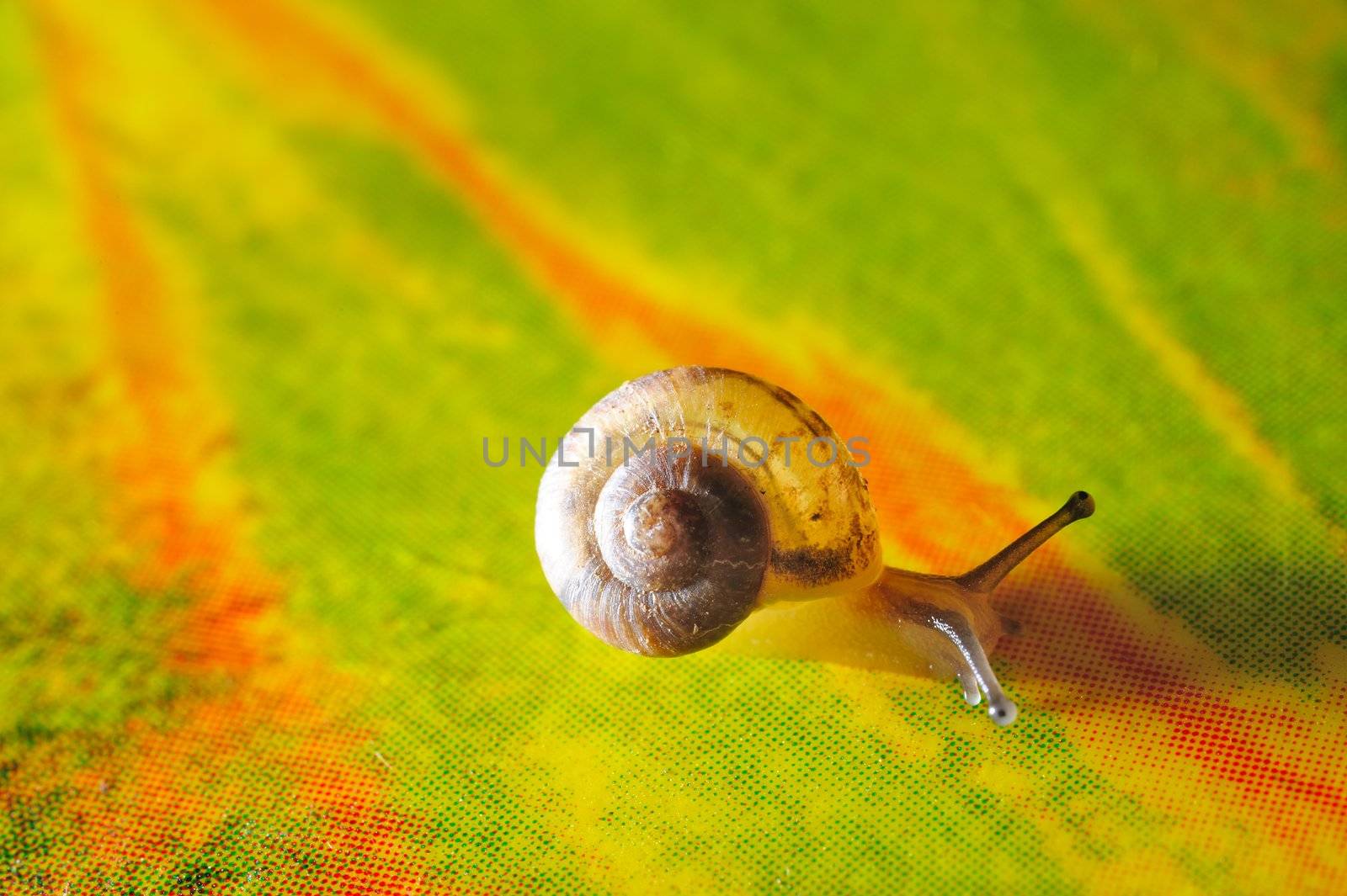 Macro shot of a snail