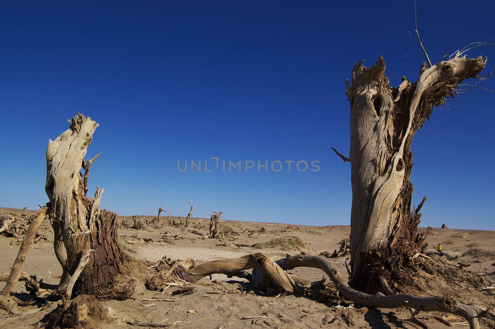 Dead trees of diversifolia populus in the desert