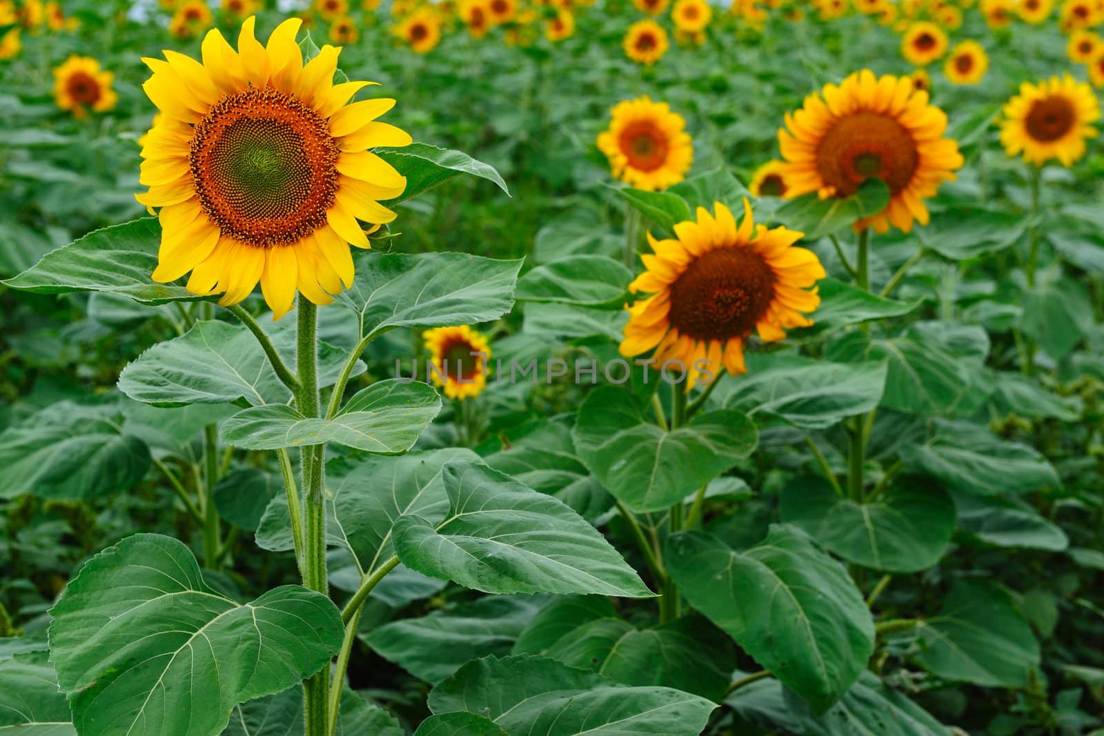 Field of blooming yellow sunflowers