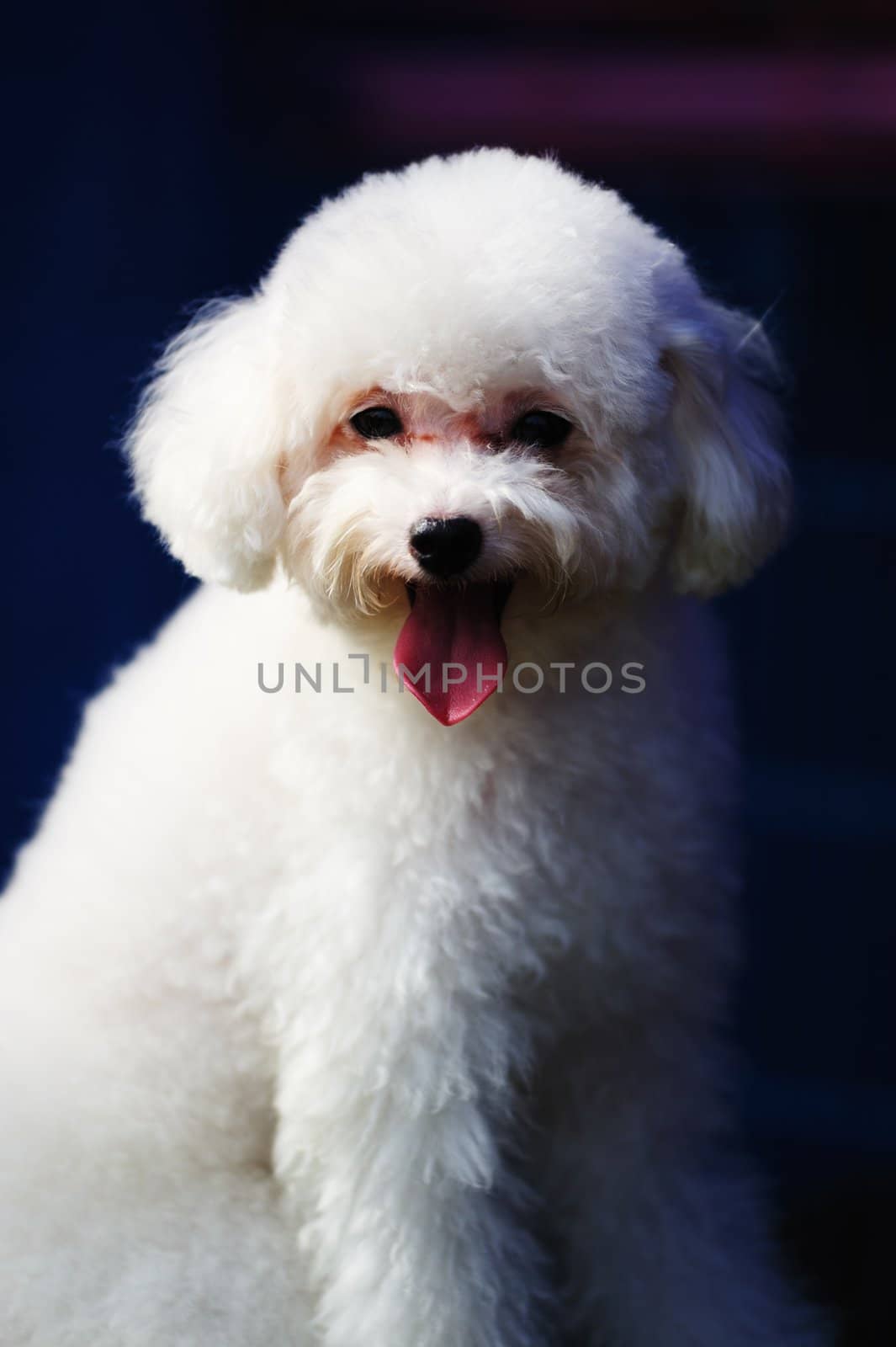 Toy poodle dog by raywoo