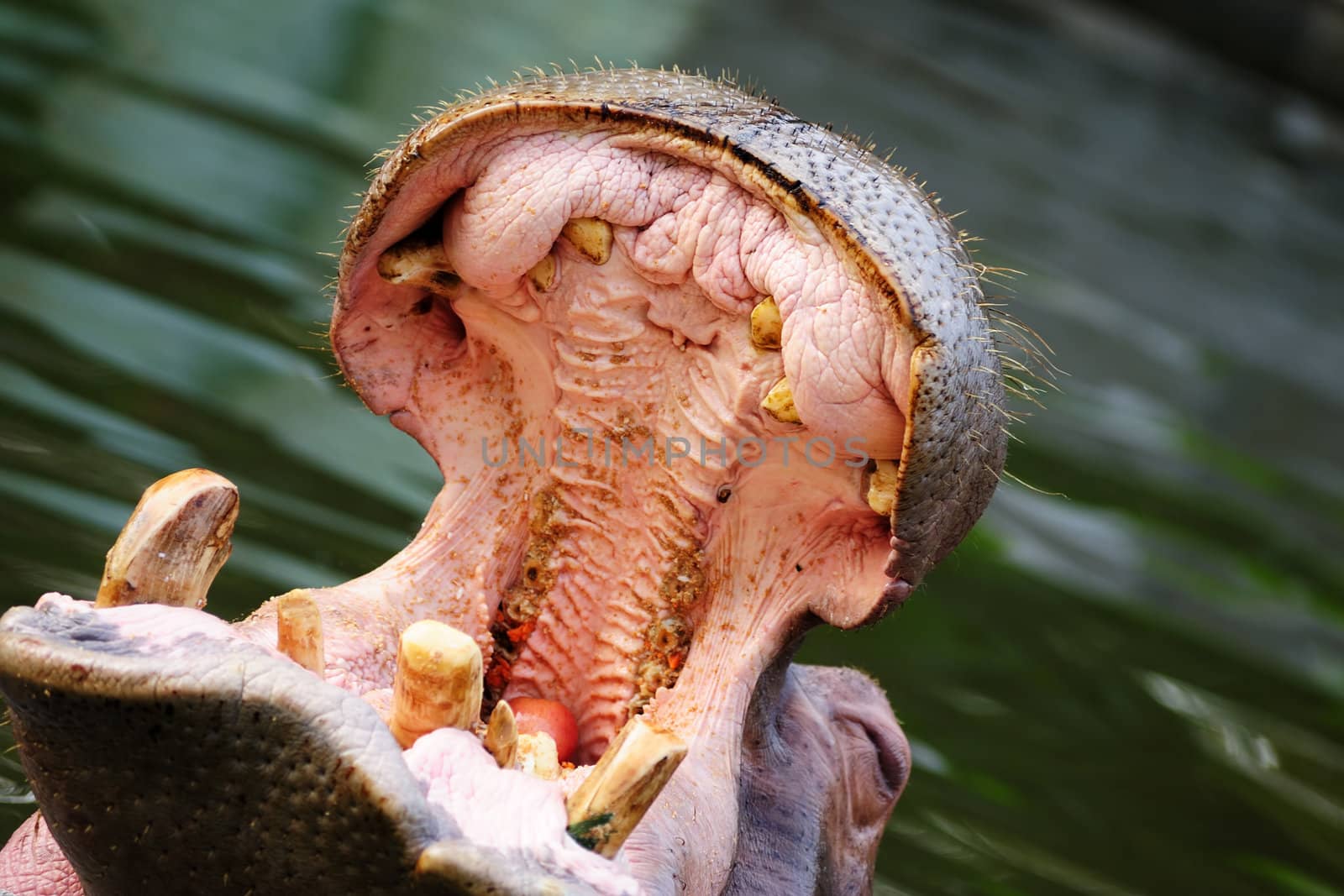 Hippopotamus amphibius opening its mouth in close-up