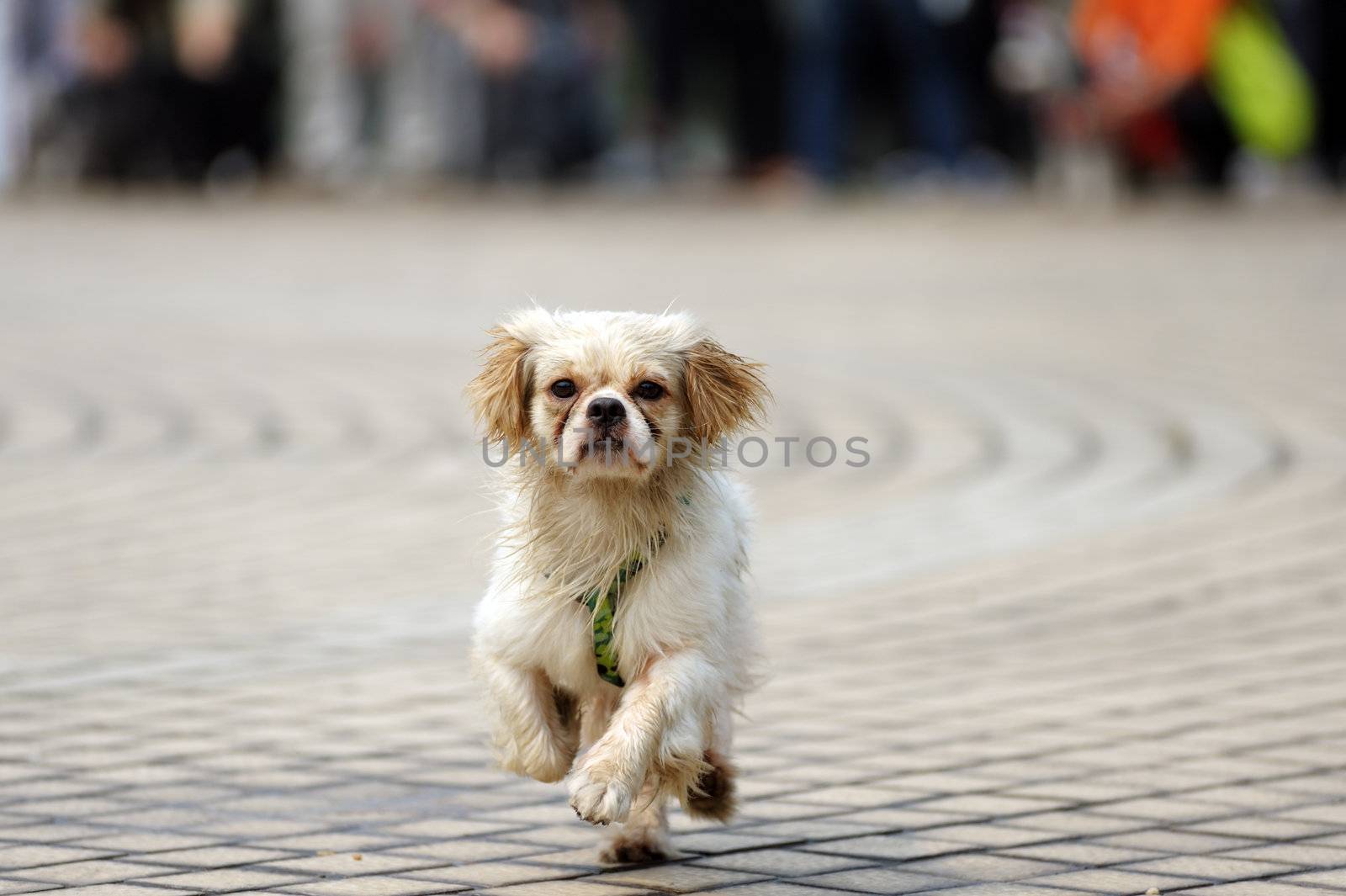 A little dog running on the ground