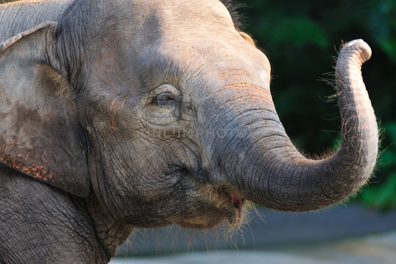 Portrait of an young elephant in the zoo