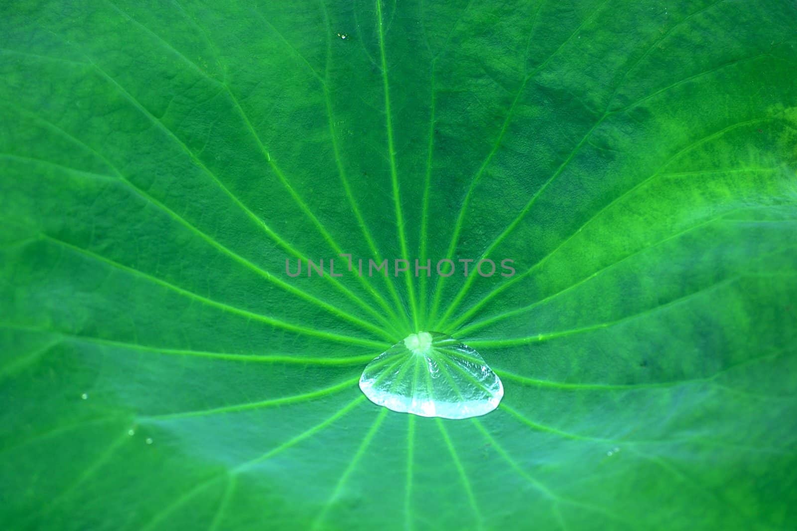 Water drop on the green lotus leaf