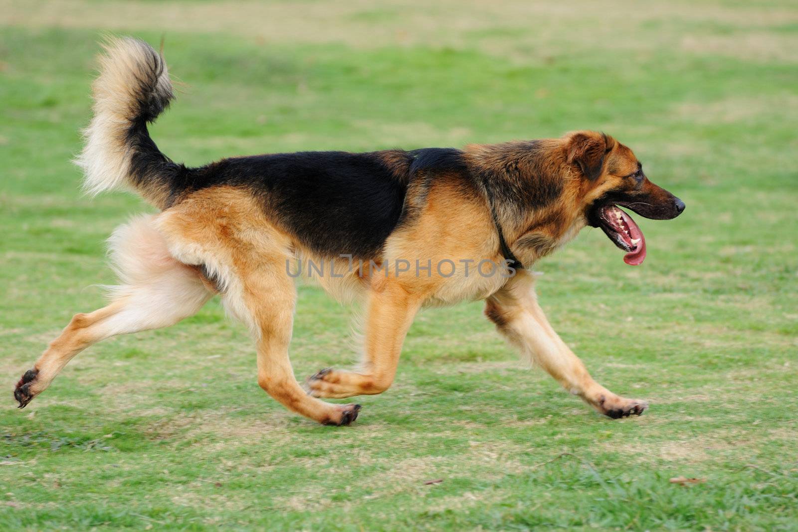 A German Shepard running on the lawn