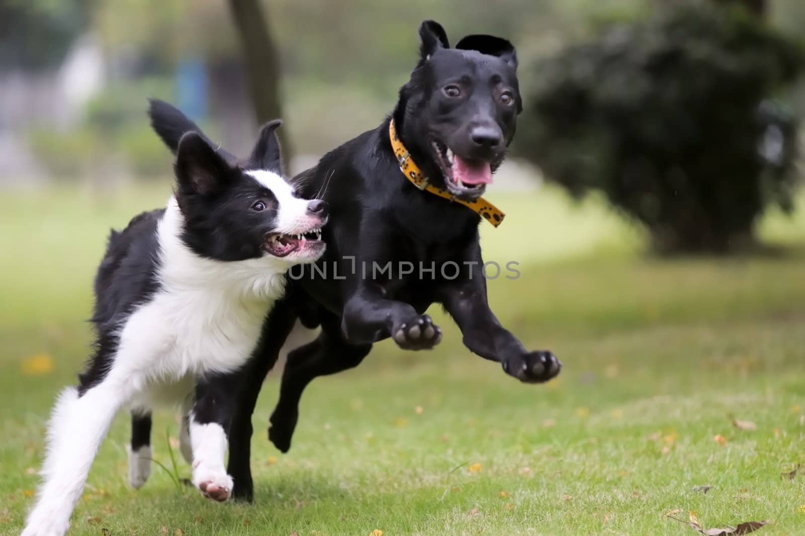 Two dogs racing on the lawn in the park