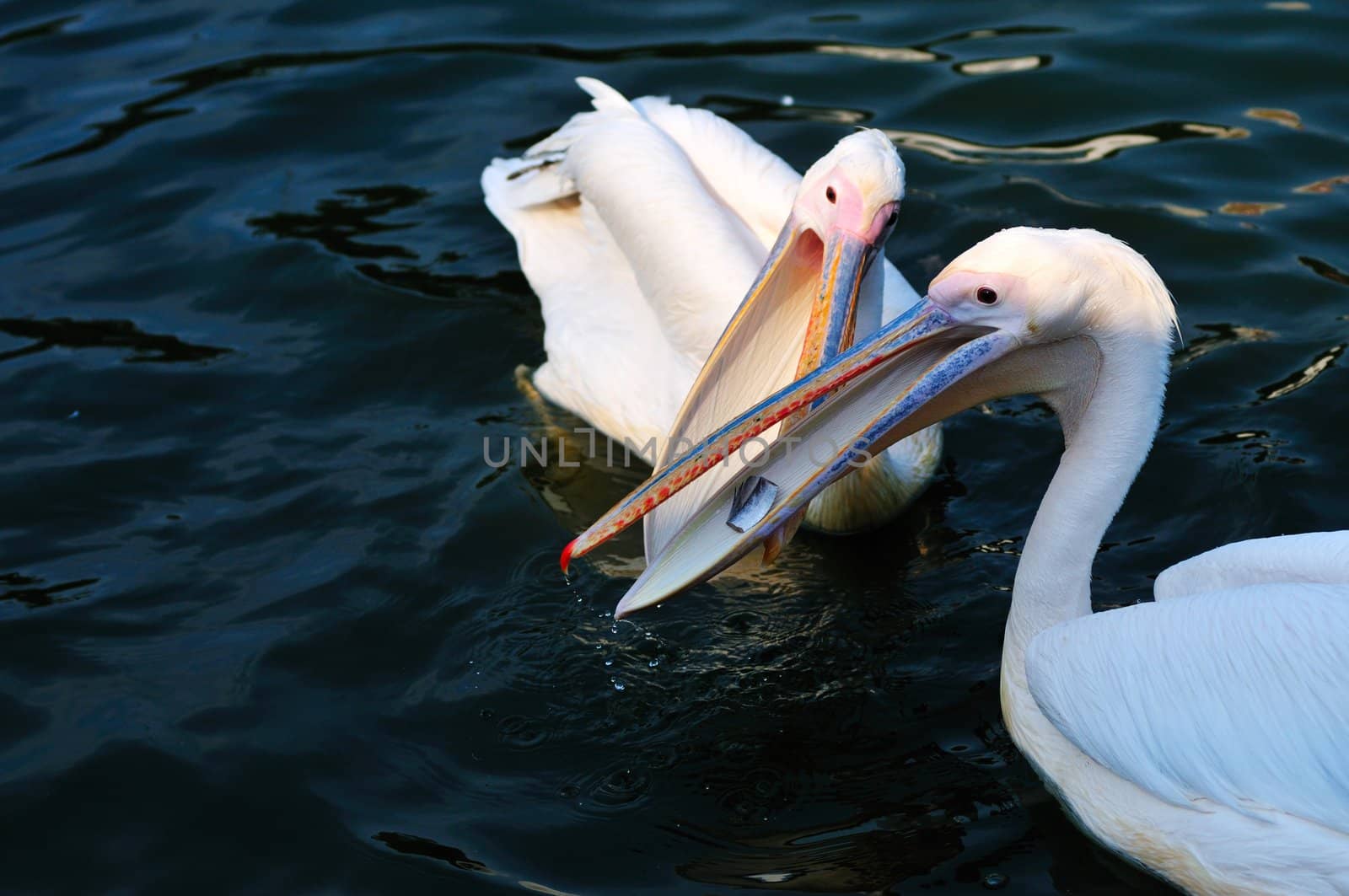 Two pelicans scramble for food in the lake