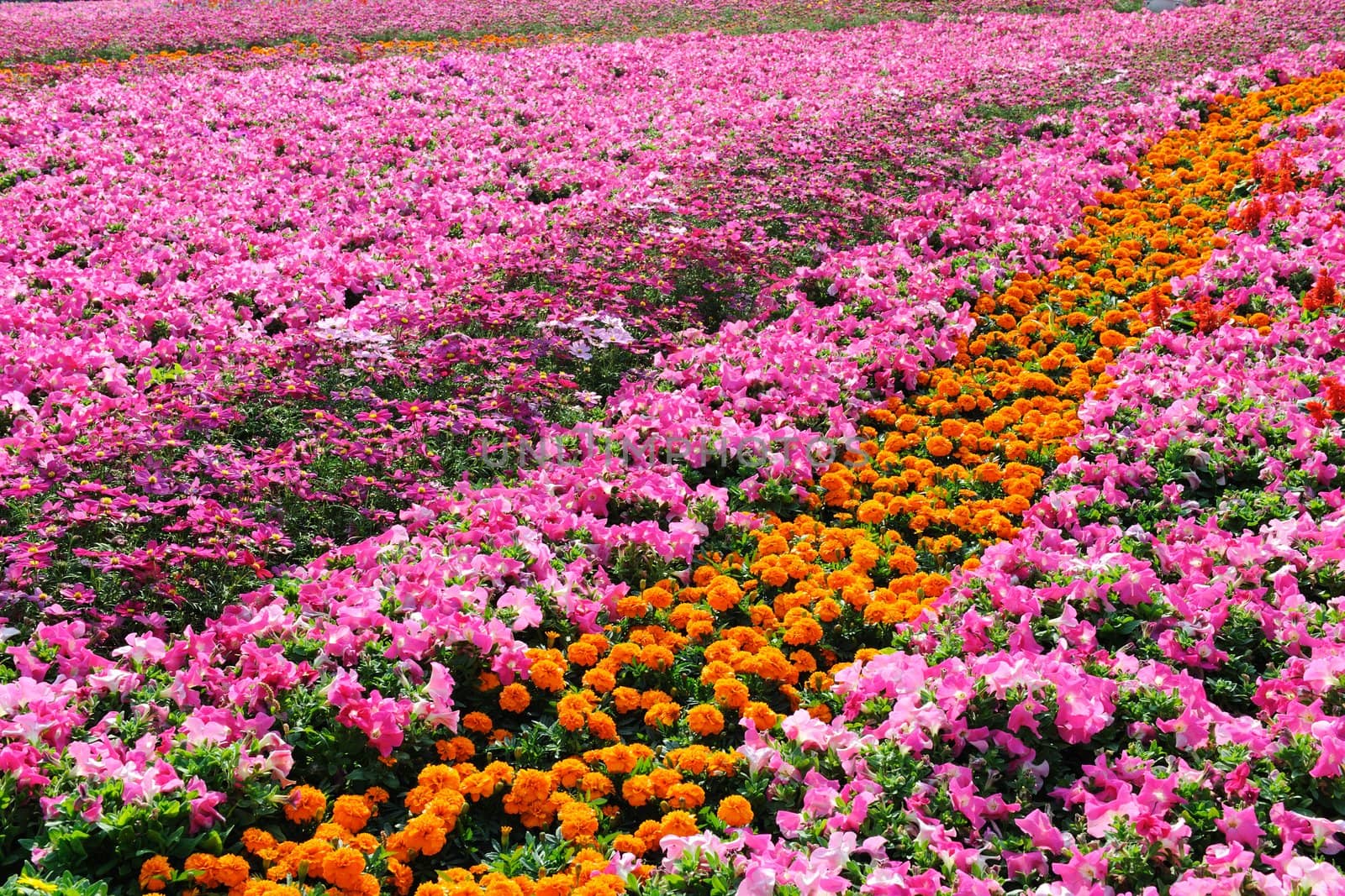 Garden full of many kinds of flowers