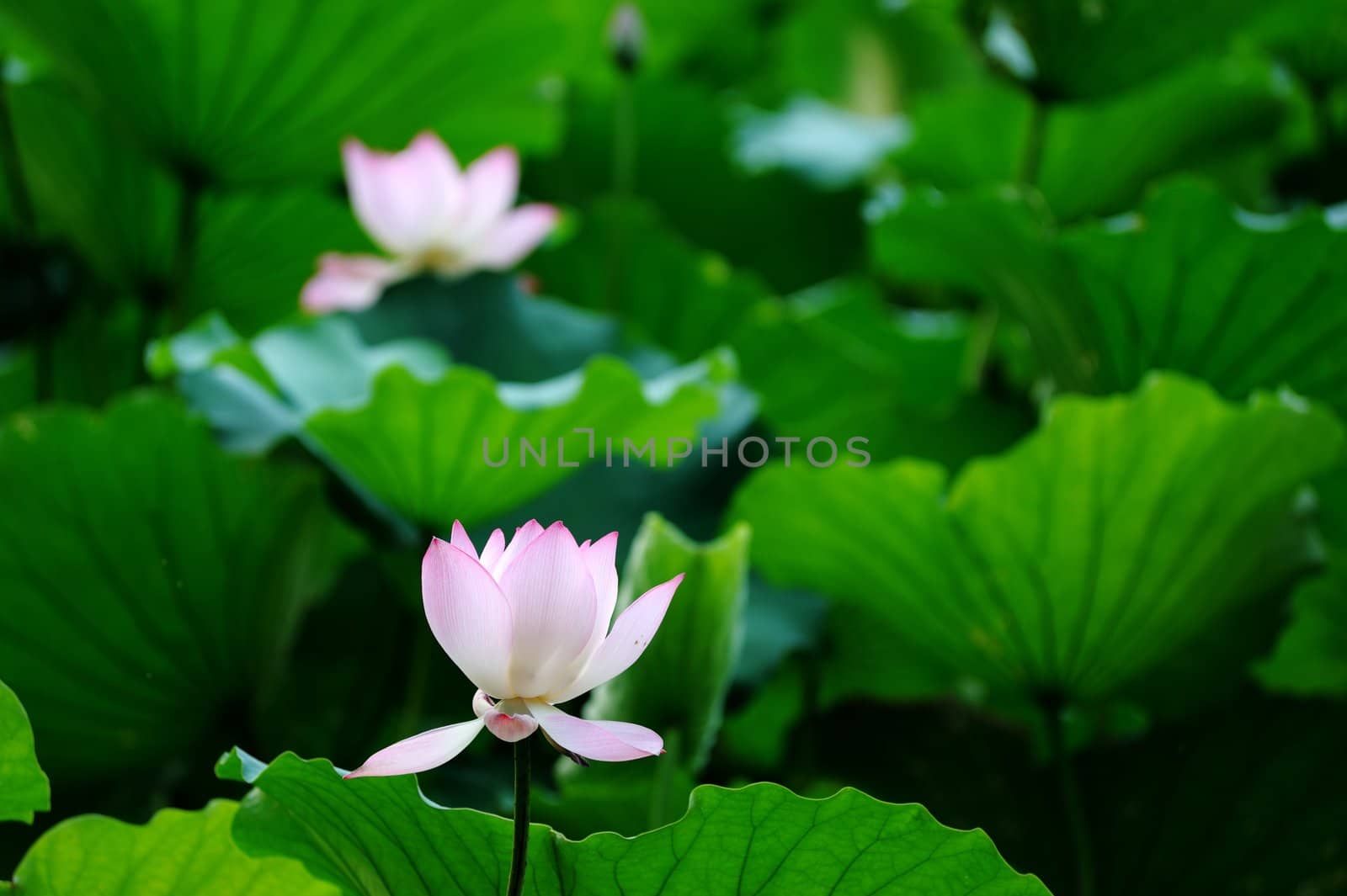 Lotus flower blooming in the pool