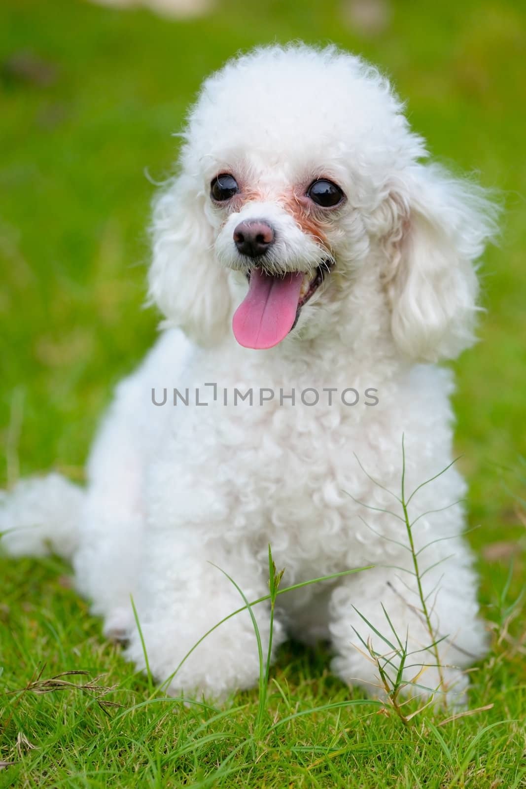 A little toy poodle dog standing on the lawn