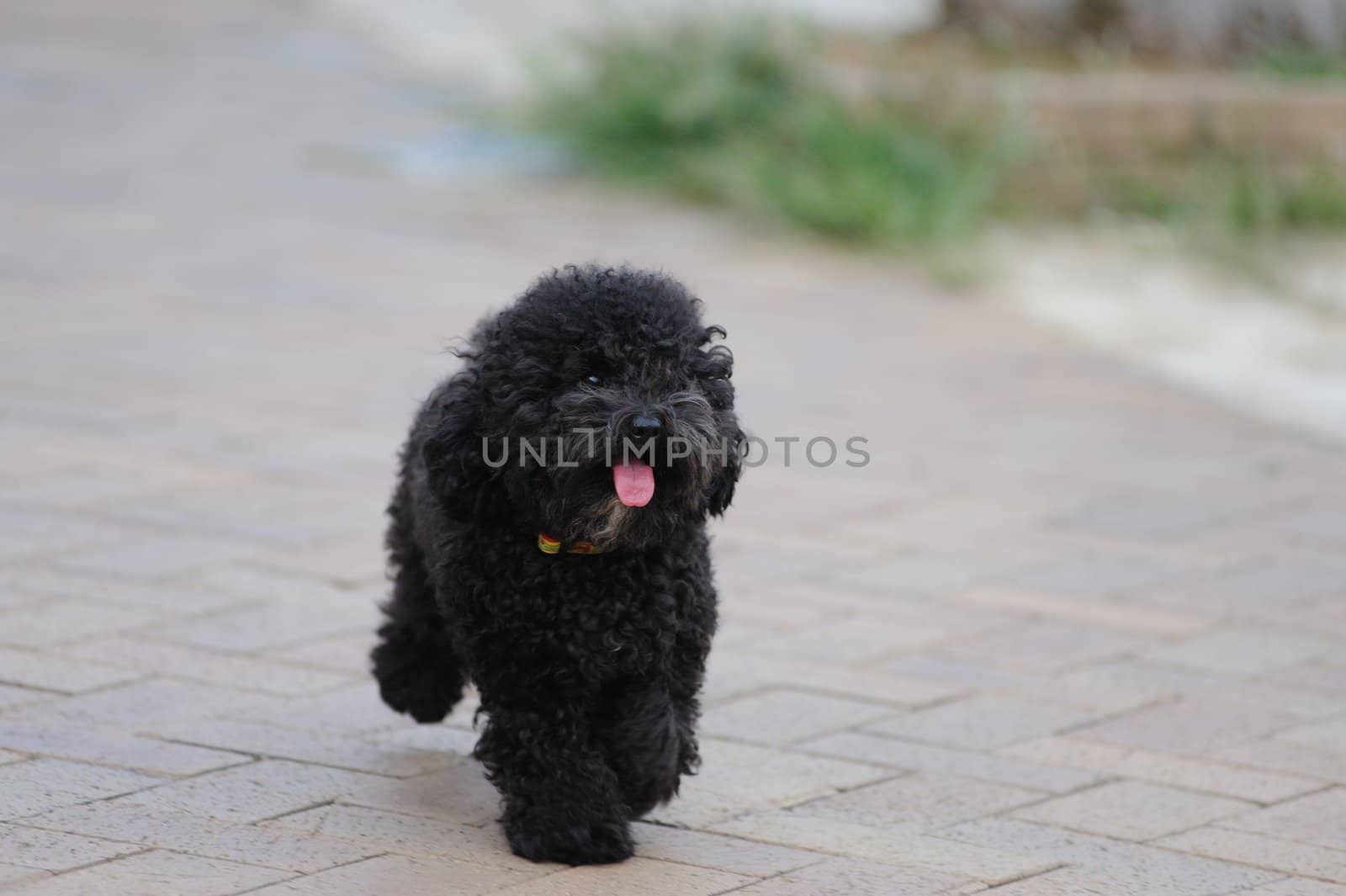 A toy poodle dog running on the ground