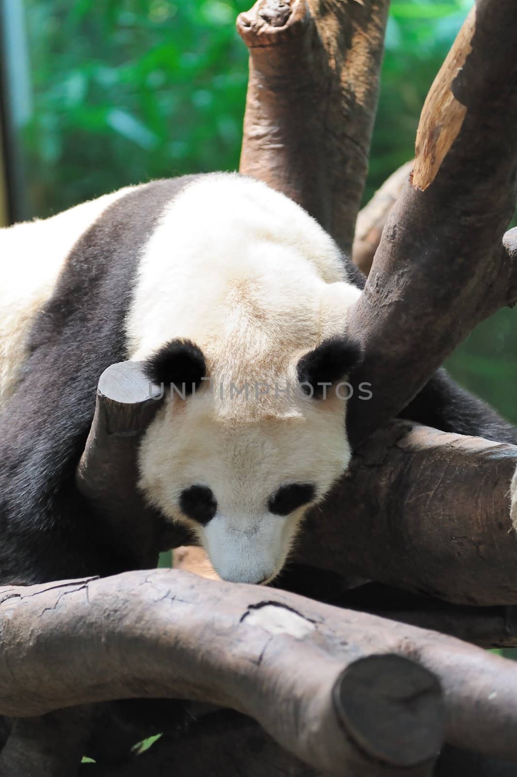 A giant panda lying on the tree branch and sleeping