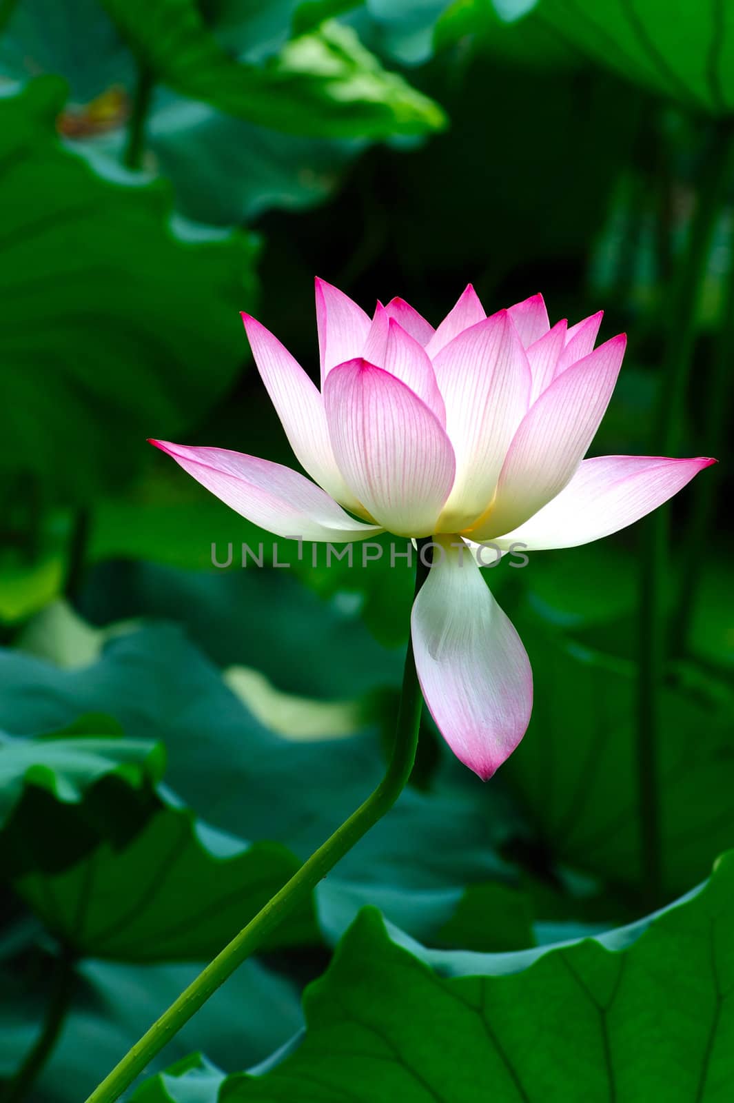 Lotus flower blooming in the pool