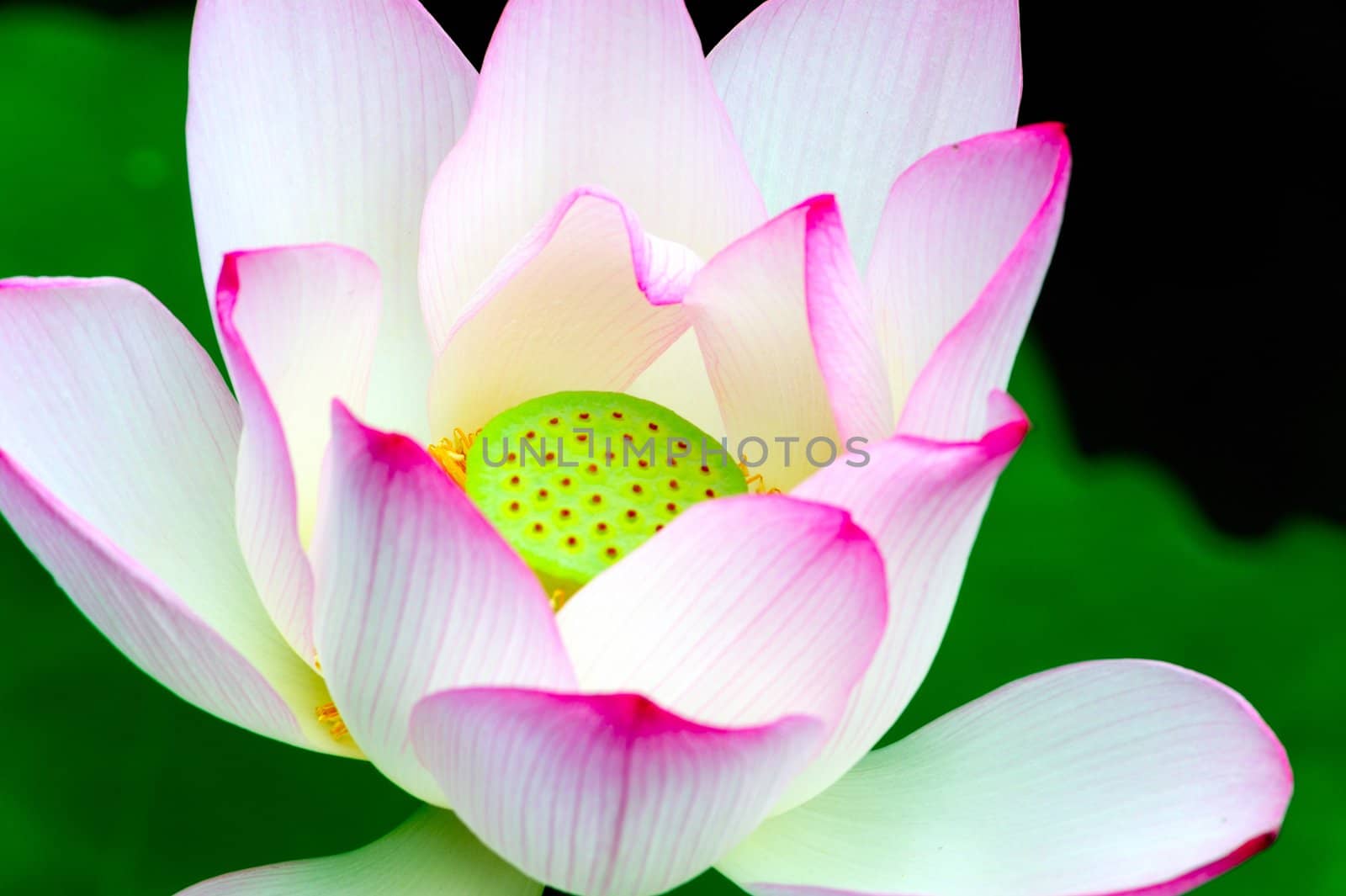 Close-up of lotus flower by raywoo