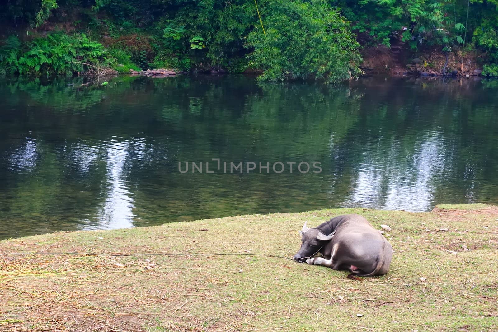 Water buffalo lying by the river