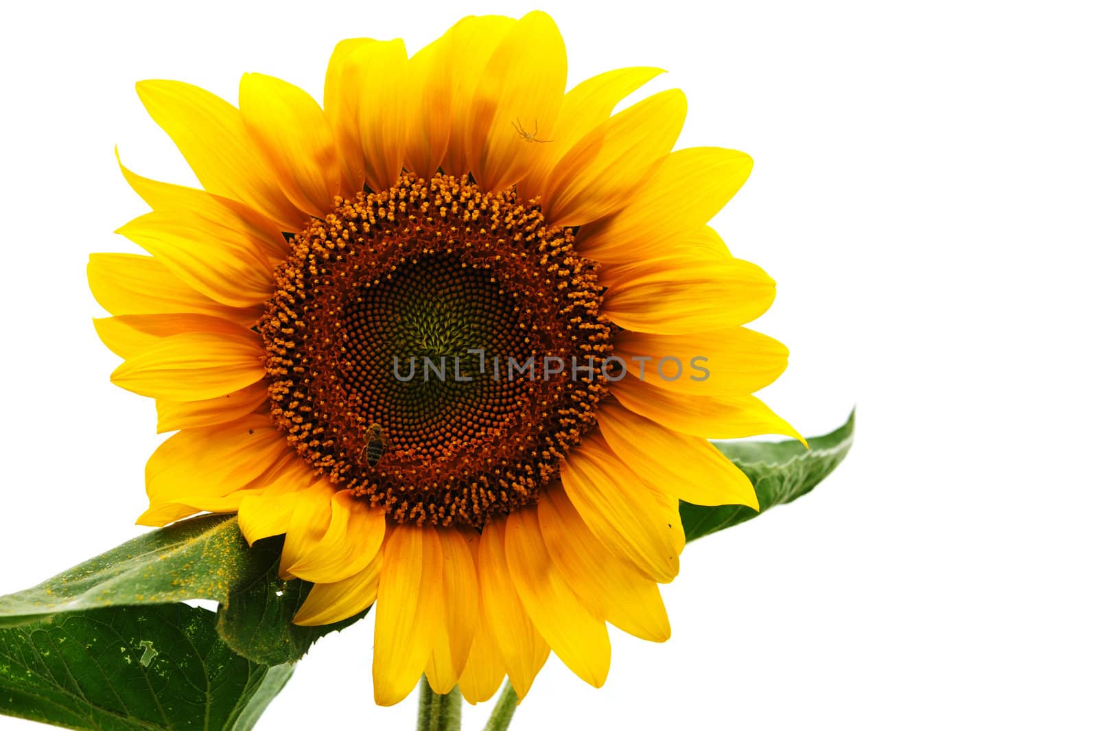 Sunflower against white background by raywoo