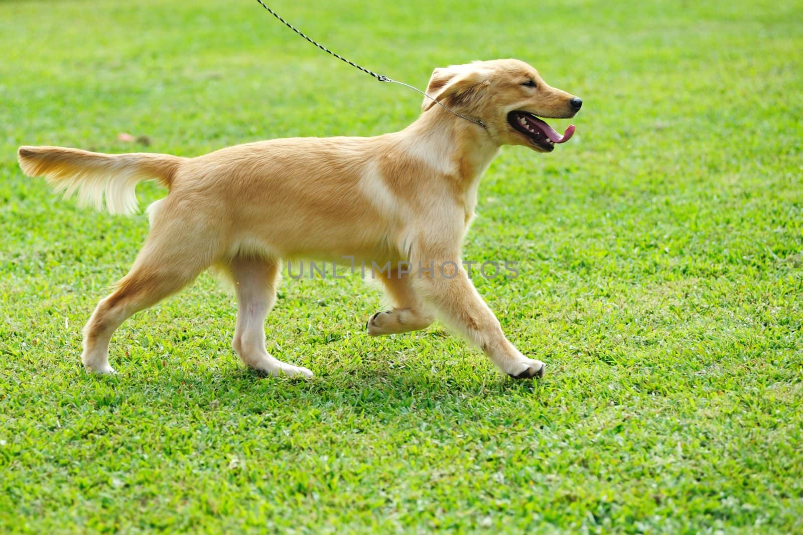 Little golden retriever dog running on the lawn by raywoo