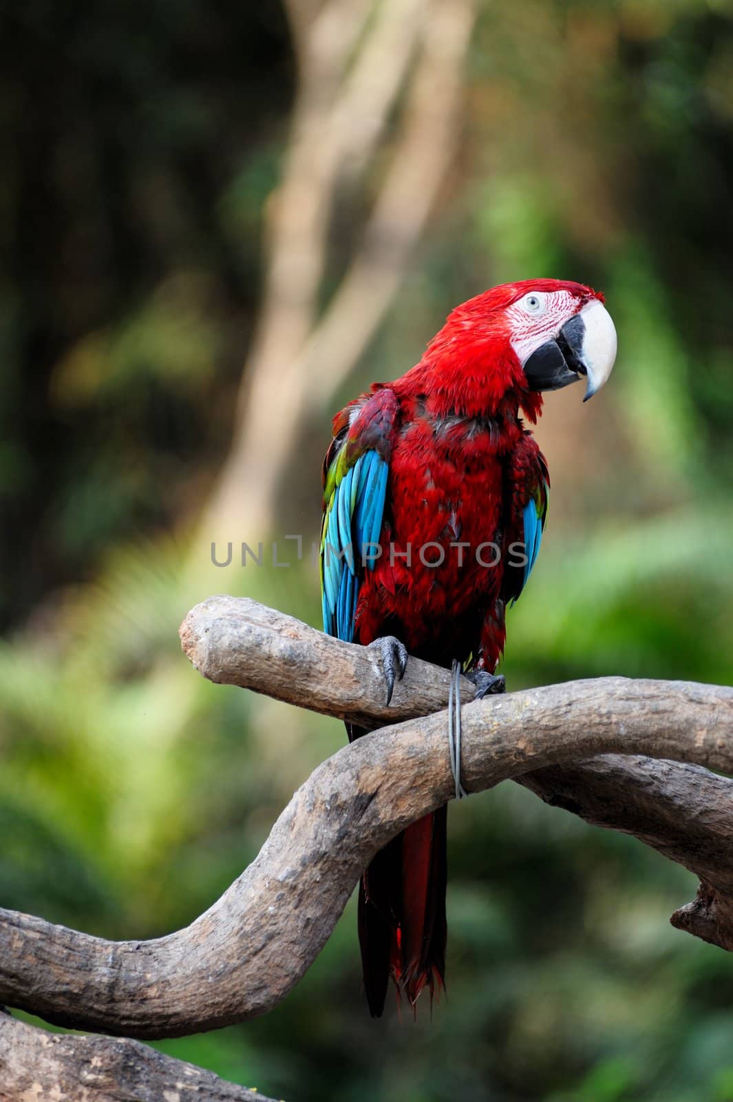 Parrot bird by raywoo