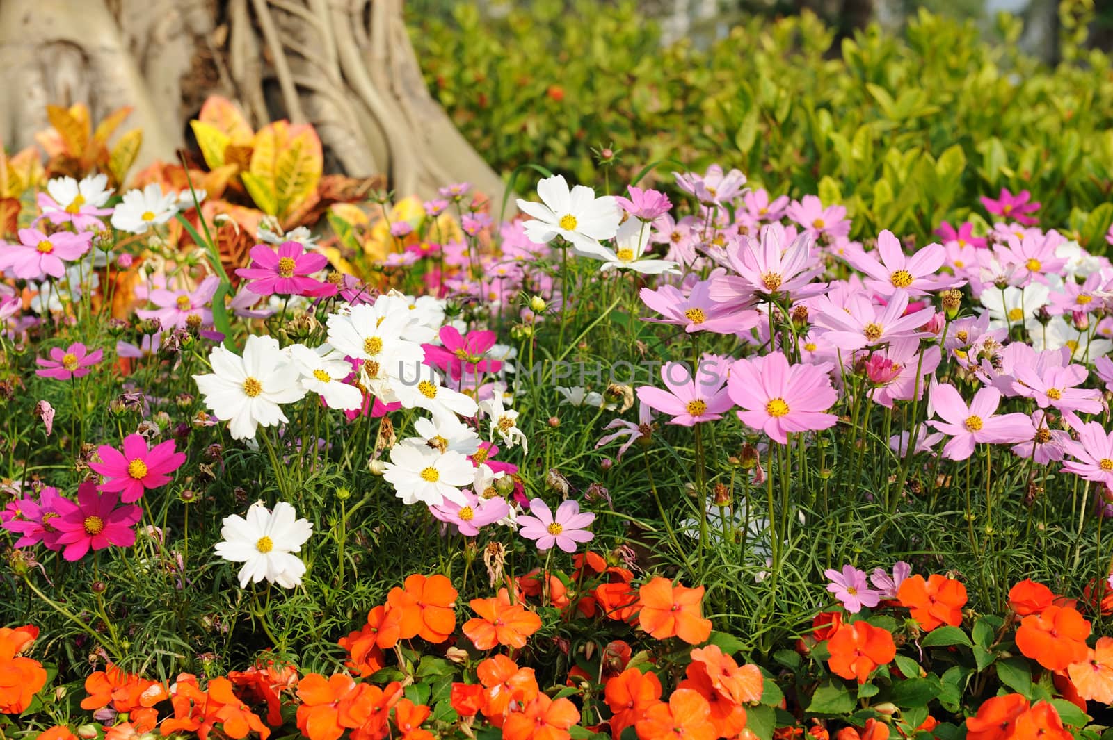 Flowers near the tree in the garden