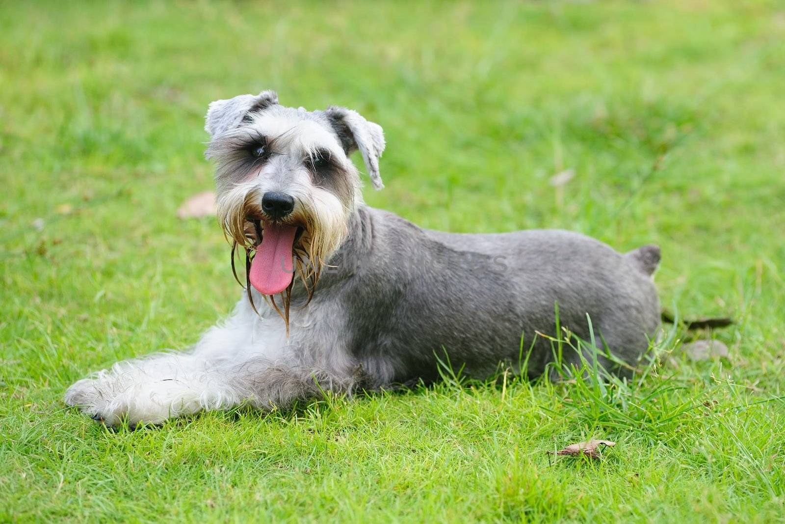 A miniature schnauzer dog lying on the lawn