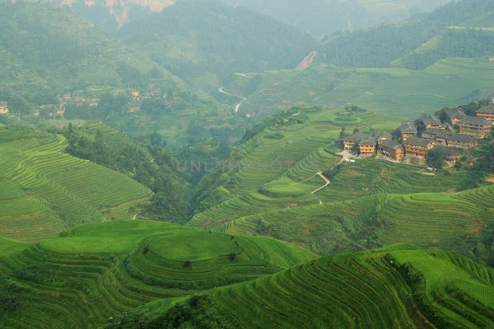 Chinese green rice field by raywoo