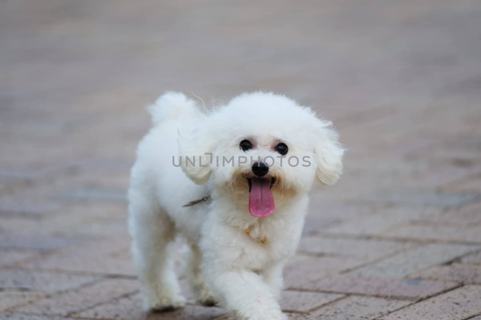 toy poodle dog by raywoo