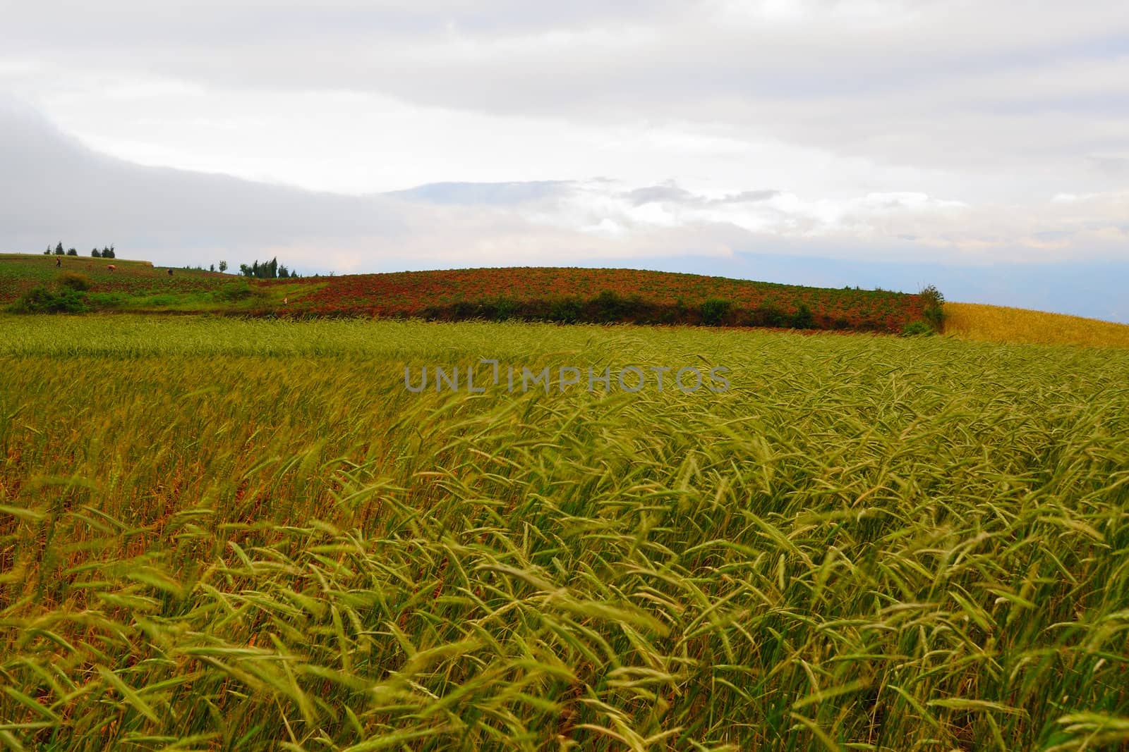 Wheat field landscape in Dongchuan district, Kunming city, Yunnan province, China